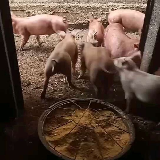 威宁县猪苗 三杂小猪 良杂猪仔 杜洛克小猪 长白猪
