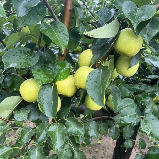 虞城县河南产区。大量上市皇冠梨。需要的老板请联系