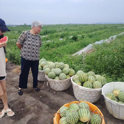 慈溪市自家种植8424西瓜
