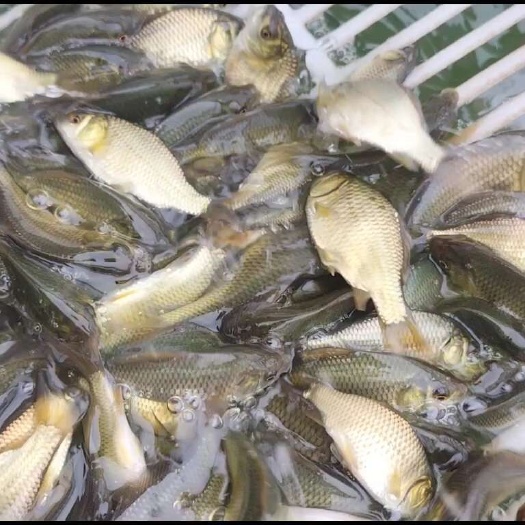 南部县黄金鲫