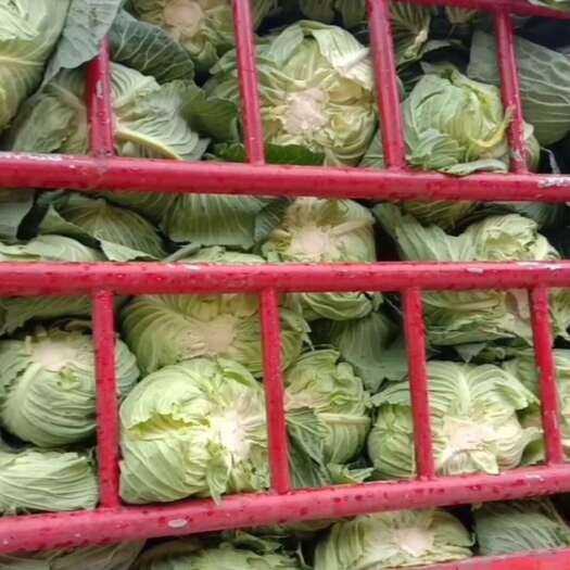 汉源县高山精品莲花白扁包菜