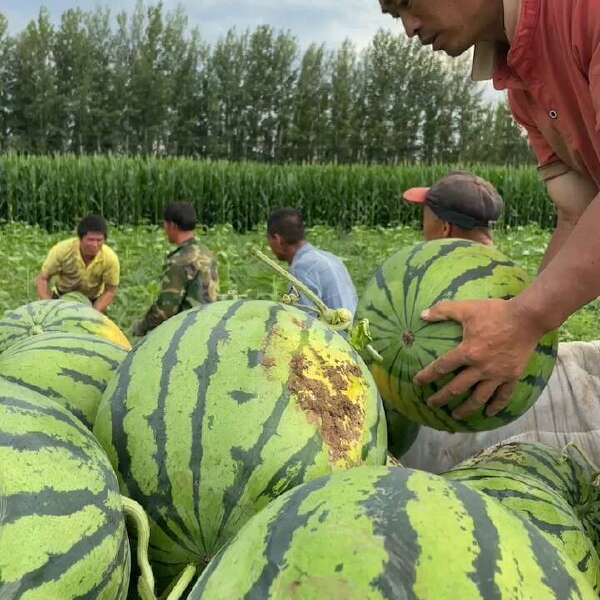 吉林精品陆地西瓜现货供应中，直根西瓜无嫁接，产地实拍。