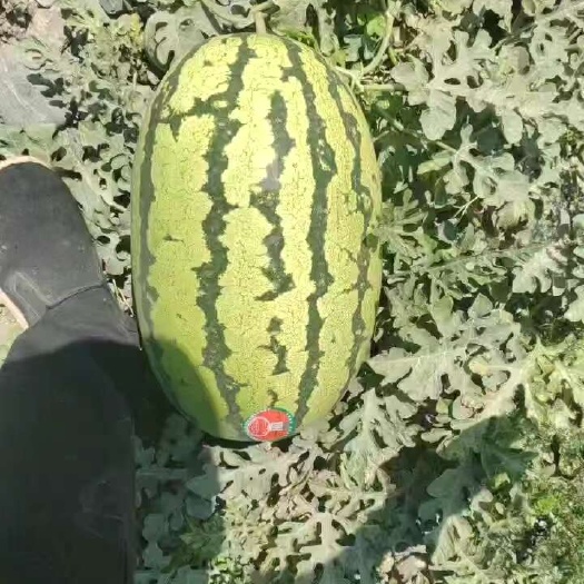 宁化县石缝瓜