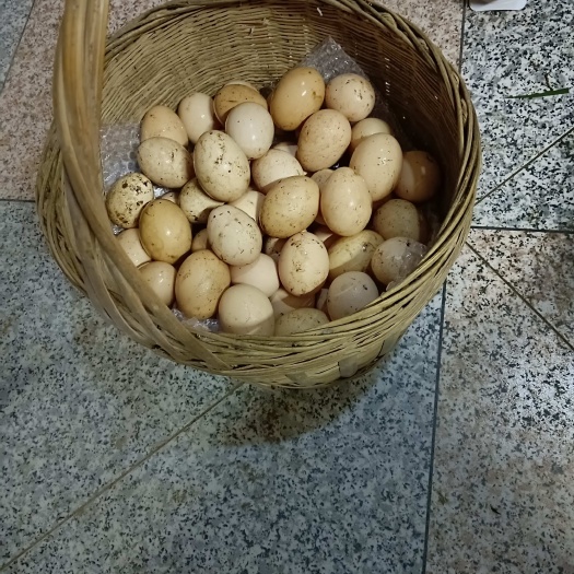 江华县斗鸡鸡蛋