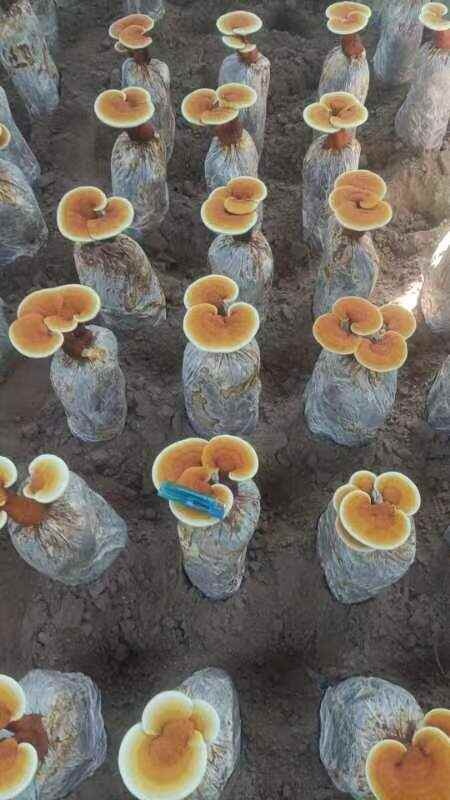 现货秒发地摊热卖爆款产品灵芝花灵芝菌棒灵芝盆景