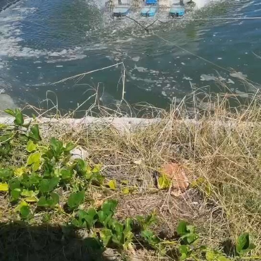 雷州市200亩虾塘出租
