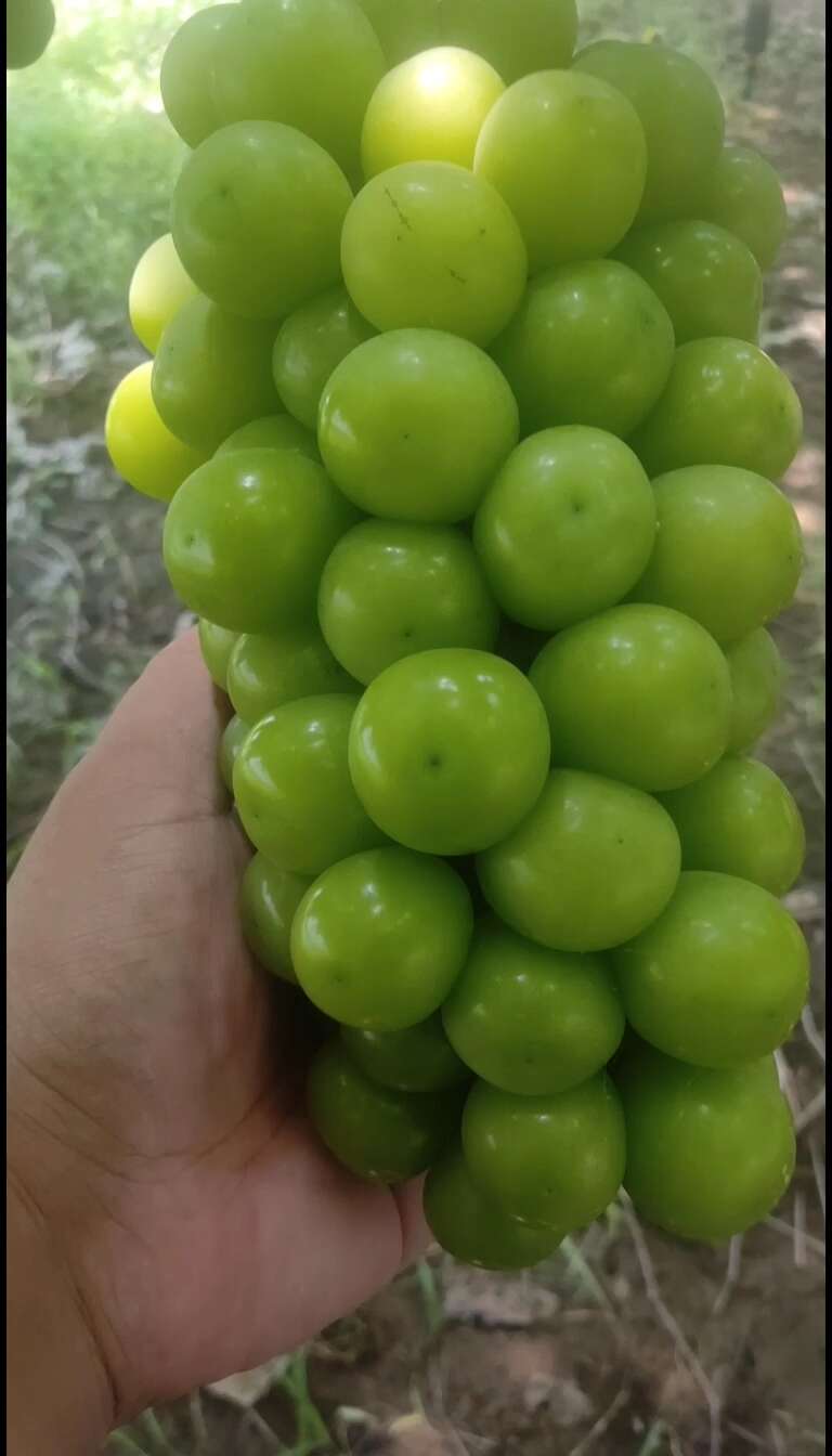 阳光玫瑰