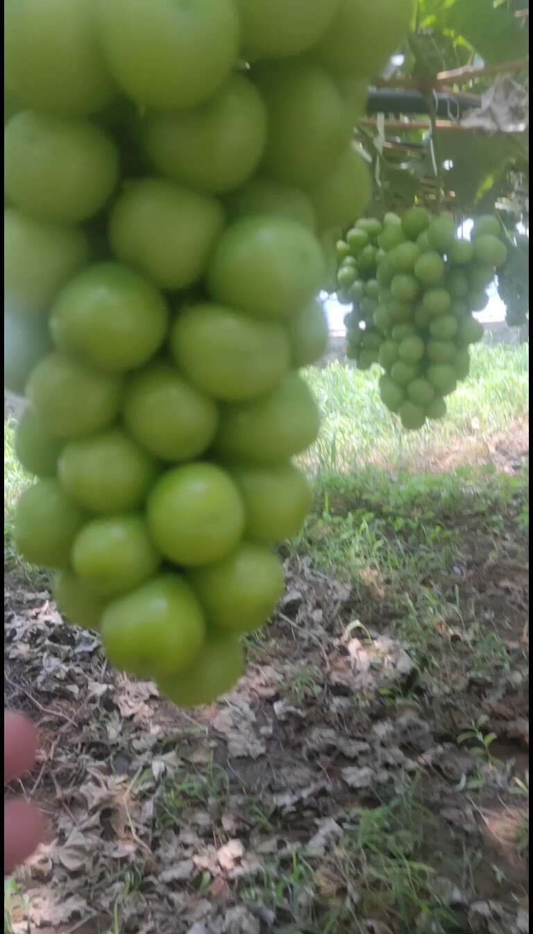 阳光玫瑰