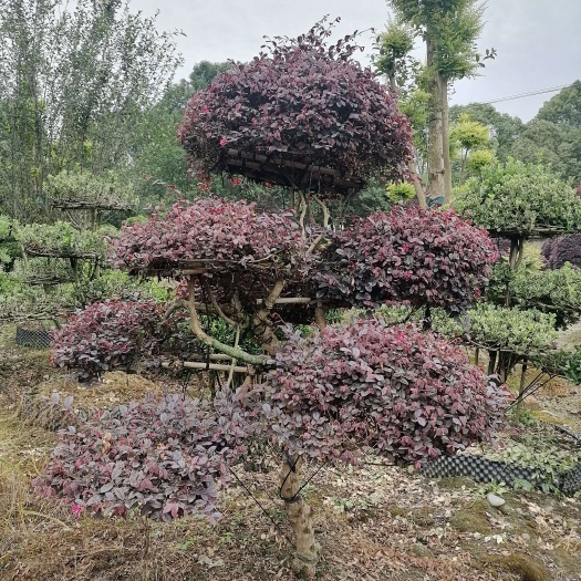 成都长期售卖红继木棒棒糖造型，红继木盘子造型，红继木球球，红继木