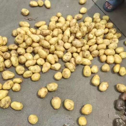 高密市山东菏兰精品2到4量