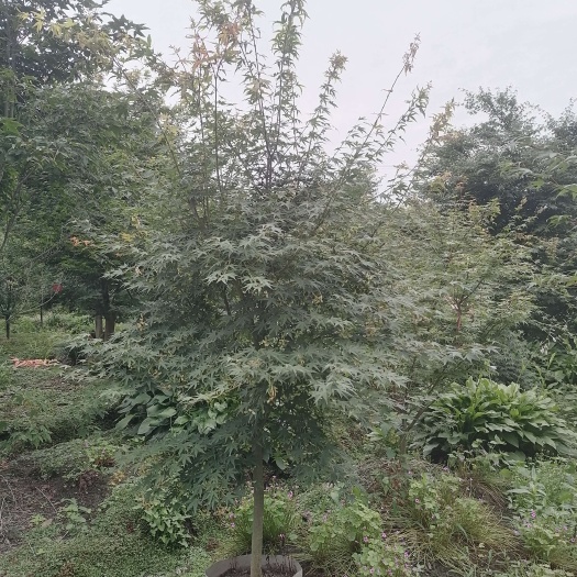 成都鸡爪槭批发基地，直供到全国的鸡爪槭工程苗