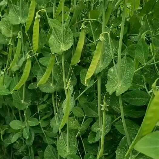 天祝县软荚荷兰豆 甜脆豆 莴笋 荷兰豆（所挂单价为软荚荷兰豆单价）