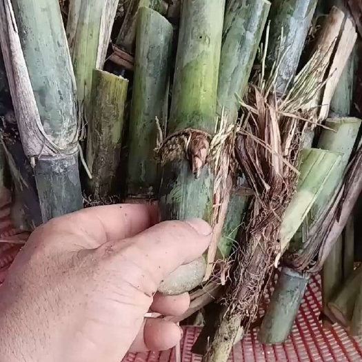 牧草王种节批发。