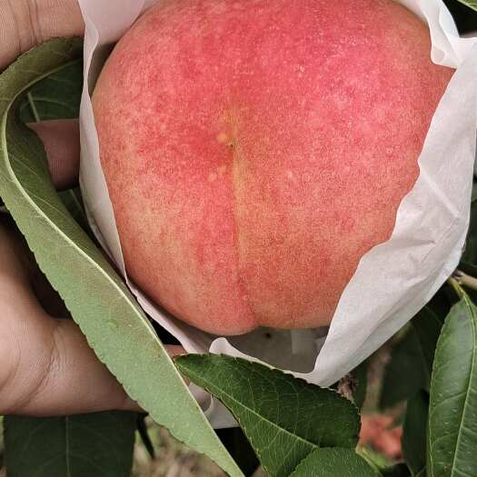 成都美脆桃