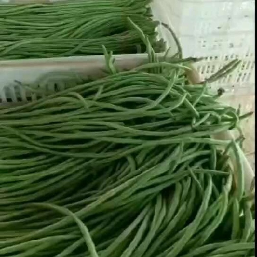 赫章县豇豆角精品货统货都有