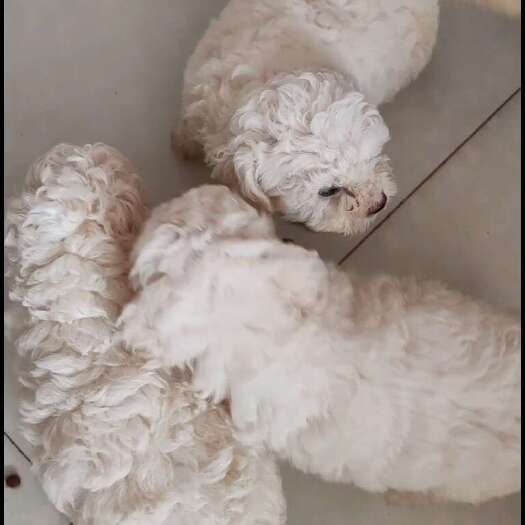 凌海市自家繁殖比熊宝宝
