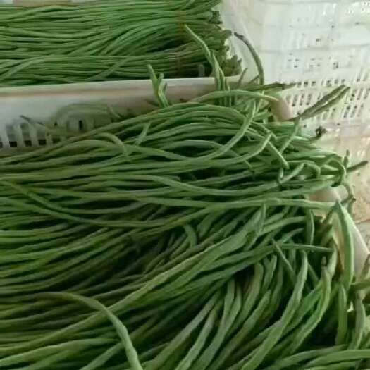 滑县绿龙长豆角新鲜豇豆嫩脆爽口全国批发量大从优