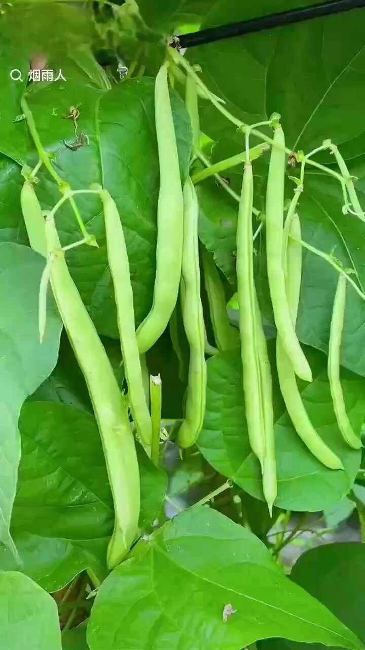 四季豆无筋豆扁豆一件代发产地直供大量有货可提供电商货超市档口