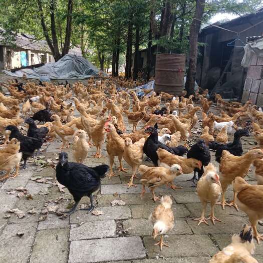 江山市土鸡仔批发零售