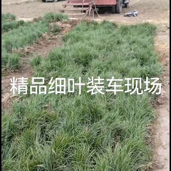 细叶麦冬草，工程绿化苗