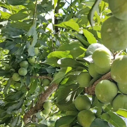 羌脆李