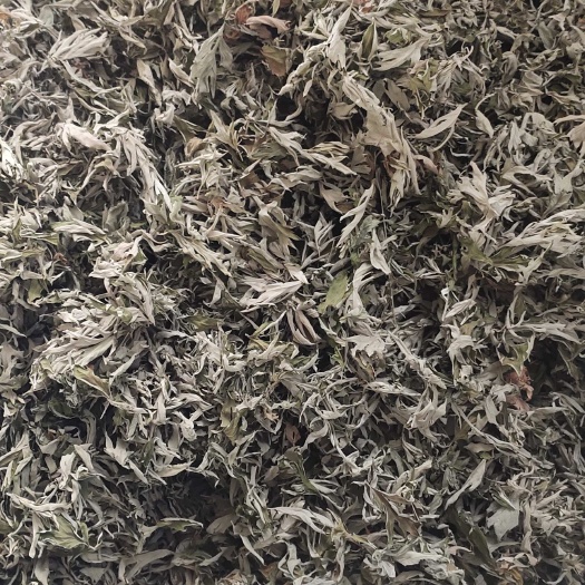 无极县端午节采摘精品大蕲艾艾叶1—5年份现货
