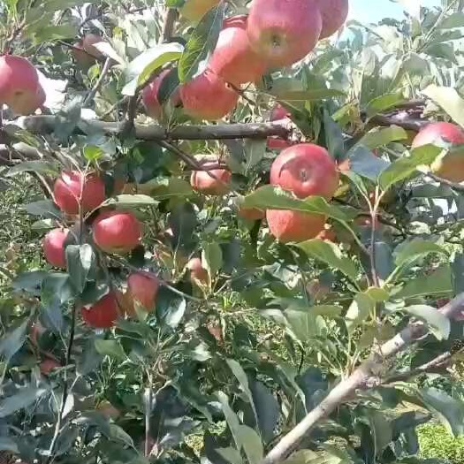 盐源县大凉山盐源嘎啦苹果 香脆 甜 口感爽脆！！