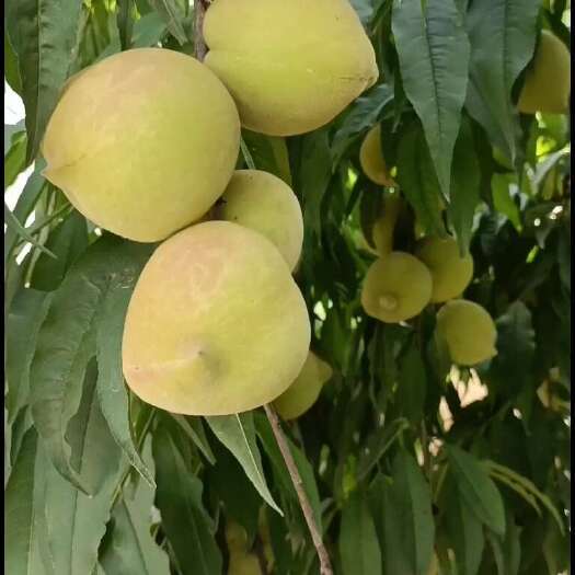 寻乌县自家种植鹰嘴桃批发