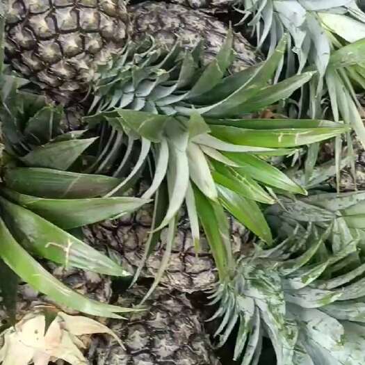 芒市云南德宏金钻凤梨