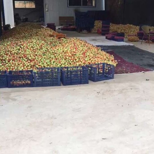 西丰县kp 123苹果  鸡心果代收