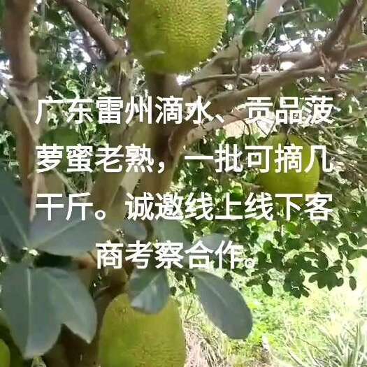雷州市广东雷州菠萝蜜(滴水、贡品)