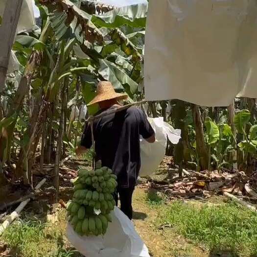 南宁广西苹果蕉 产地直发 香甜粉糯 口感细腻