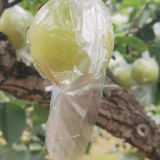 永清县梨