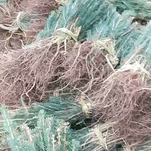 柳河县蓝杉小苗杯苗定植苗高度20公分到三米东北货源成活率好品种纯