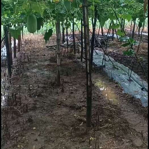 鹿寨县水果冬瓜，皮薄，2-5斤价格美丽。