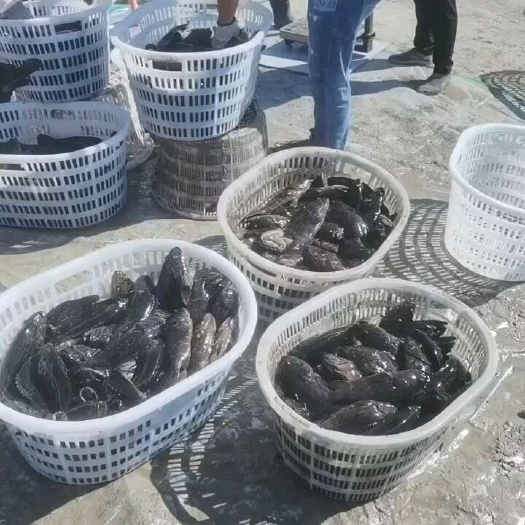 万宁市生猛珍珠龙胆，全部喂食小鱼仔