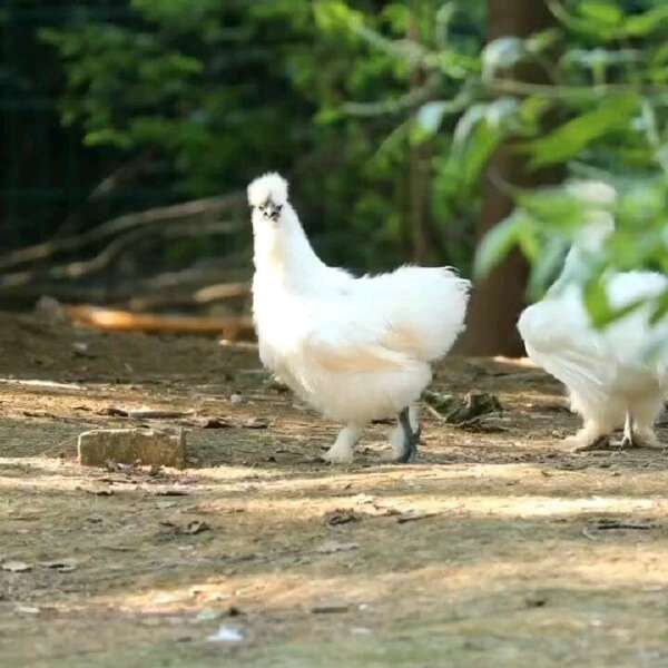 白凤乌鸡竹丝鸡泰和乌鸡无量山乌骨鸡苗五黑绿壳蛋鸡青花乌骨鸡苗