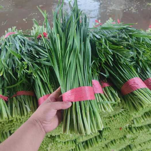 临漳县临漳万亩韭菜基地直供，价格实惠，，质量保证，有需要联系我