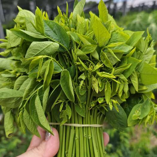 清远树仔菜天绿香菜泰国枸杞越南菜酒店高端野菜