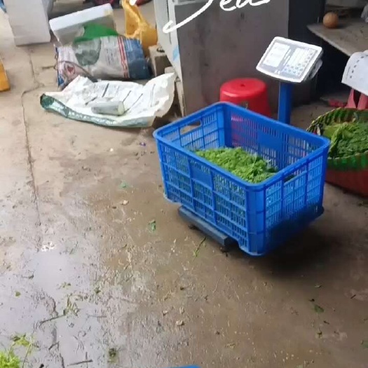 大新县广西辣木苗，需要的老板电话联系，25 斤一箱，顺丰包邮