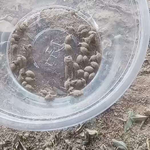 中药材金沙牛统货精品