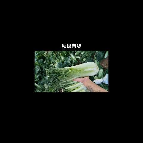 泸西县秋绿有货需要得老板欢迎洽谈合作