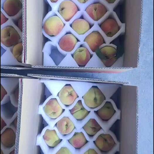 麻阳县麻阳黄桃  脆舔可口