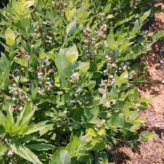 莒南县地栽蓝莓苗1～8年，品种多，量大从优