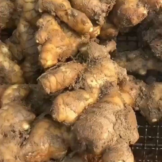 文山市大黃姜生姜辣味足產(chǎn)地直供一件代發(fā)對接市場商超需要請來電咨詢