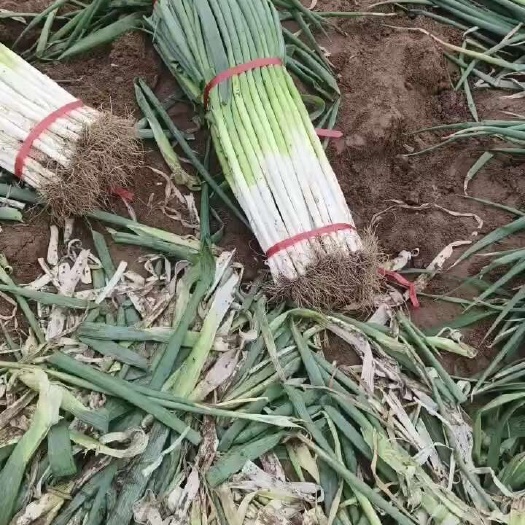 大荔县长白大葱