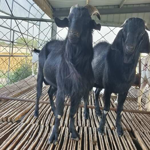 努比亚黑山羊怀孕母羊一胎三羔好养好喂适合南北方养殖。