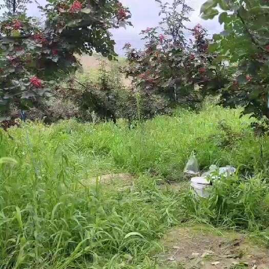 天水甘肃天水大红袍花椒通货