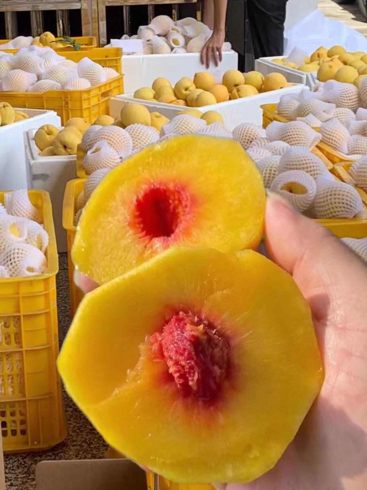 炎陵黃桃錦繡黃桃歡迎微商一件代發(fā)現(xiàn)摘現(xiàn)發(fā)，壞果包賠包郵