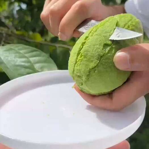 景洪市哈斯牛油果价格优惠，产地直供诚信经营欢迎咨询